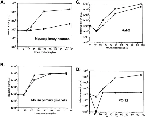 FIG. 5.neuronof 0.1 Replication cycles of 17syn' and R13-1 viruses in neural cells maintained in vitro