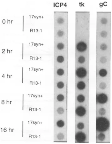 FIG. 7.withextracted.ofdeterminedh:sageR13-1,CellsR13-1,1617syn', 17syn', 10 h: Comparison of immediate-early, early, and late viral mes- synthesis in PC12 cells infected with 17syn+ or R13-1 viruses