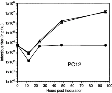 FIG.virusesinfectionand9. Replication cycles of the UL5 rescuant, l7syn>'and R13-1in PC12cells