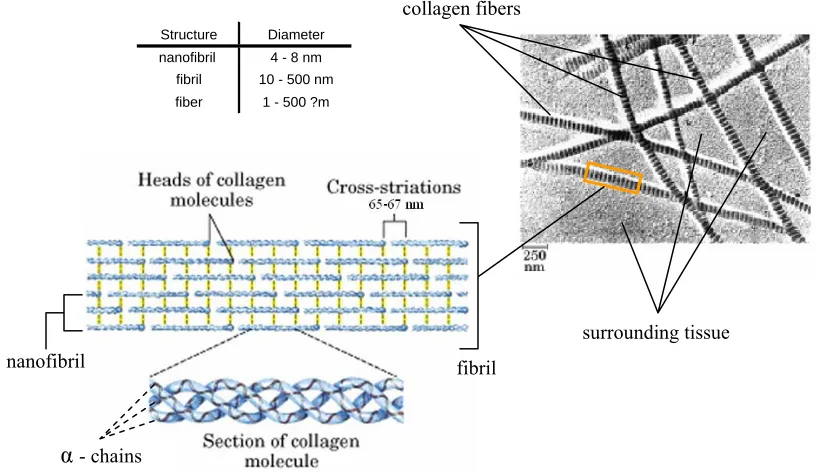 Fig 1.1: Structure and Organization of Collagen within biological tissue  