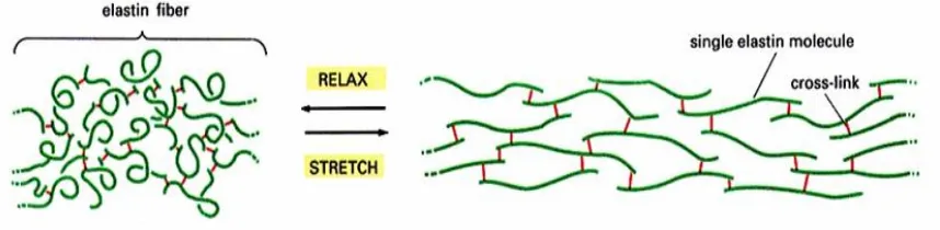 Fig. 1.4: Structure and behavior of elastin fiber under tensile load (red lines are the cross links between molecules) 