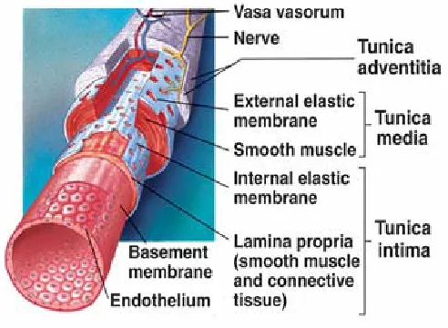 Fig. 1.7: Composition of arterial wall Source: Li (2005) PhD Thesis 