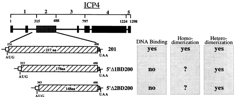 FIG. 7. Summary of the DNA-binding and dimerization properties of the ICP4 deletion mutants