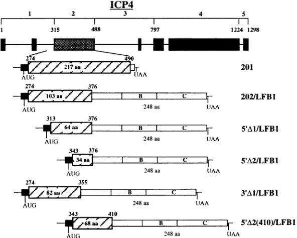 FIG.1.is(Bottom)are shown Structures of ICP4-LFB1 chimeric constructs. (Top) Diagram of the five ICP4 polypeptide domains proposed by McGheoch et al