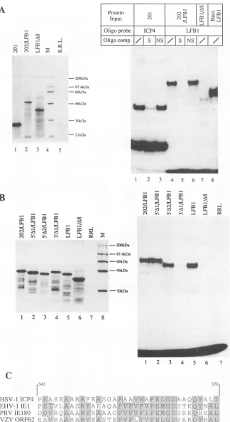 FIG.....~~~~~~~~.....byofoligonucleotidemarkersandherpesvirusin Materials HSV-1 SDS-PAGE In Methods