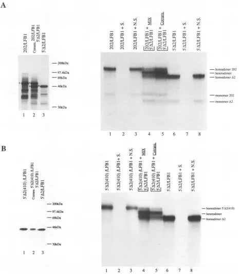FIG. 3.andfor2,ul and of Monomer exchange between different ICP4-LFB1 chimeric proteins synthesized in vitro