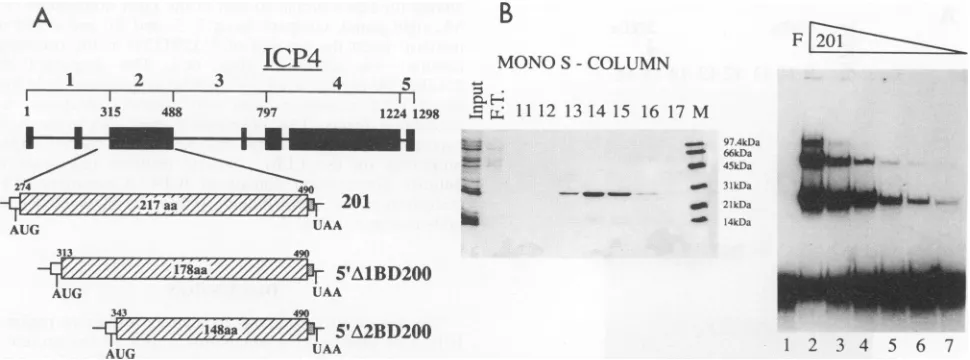FIG. 4.Methodsinthe(B) a Analysis of truncated ICP4 proteins expressed in E. coli. (A) Diagram of ICP4 mutant constructs