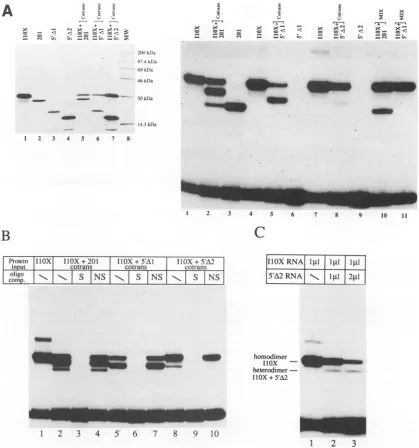 FIG. 6.polyacrylamide)testedofofalso5'A2BD200inis,ulindicated.10 dependent the of the either and Analysis of ICP4 deletion mutant proteins synthesized in vitro