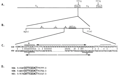 FIG.1.ofheavypotentialrespectively,thatCin indicate the VZV Schematic of the VZV origin