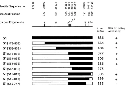 FIG. The DNA-binding activity was determined-, no binding activity; ?, ambiguous indicateAatII;oftheto translation products.activity;immediatelyin the the mutant 51(5348-36) gene 2
