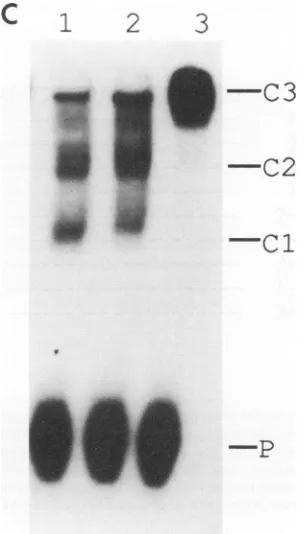 FIG. P, freeprobe;Doublelane and C2, protein-probe complexes; C3, protein-antibody-probelysateuctlysate;C2, .36) Cl products sameused51(534product;51(173-836)5, product with 0.2of51(173 control product with 0.2 (pre-R309);of anti-51 lane antiserum (R309)