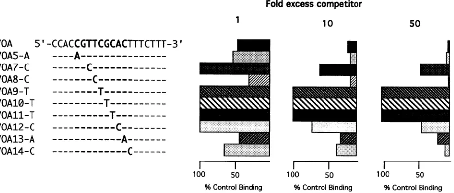 FIG. 7.bycompetitivesequenceamountsis shown a Mutational analysis of the VZV OBP recognition sequence