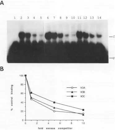 FIG. 8.were51(515836)VOB,equimolarexcesstheis(B) plotted Comparison of the binding affinity of the VZV OBP to the three binding sites in the VZV origin