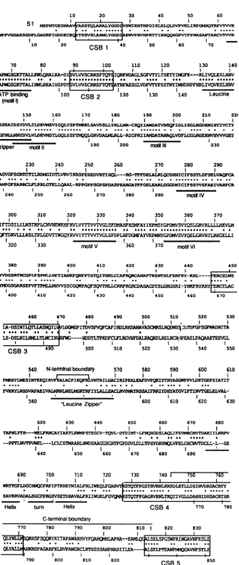 FIG. 9.VZV Alignment of the predicted aminc gene 51 protein and HSV UL9. The to