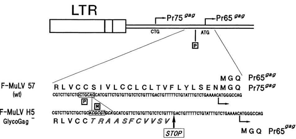 FIG.1.thetheand Schematic representation of the mutated region. (Top) The major CTG initiation codon (nt 355) of the glycoGag precursor (Pr759ag) the ATG initiation codon (nt 619) of the Gag precursor (Pr65Mag) are indicated