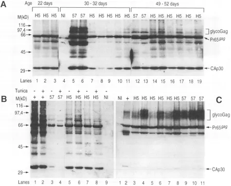 FIG.7.monolayers.or8).anti-CA2,(H5) and cocultivations Phenotypic reversion of the glycoGag mutant in vivo