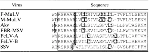 TABLE 2. Structural conservation of the mutated region inretroviruses encoding glycoGaga