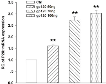 Figure 3. Expression of P2X7 mRNA was upregulated in the hippocampus of rats with gp120-induced learning and memory deficits