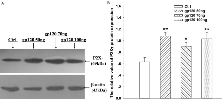 Figure 5. Expression of hippocampus P2X7 receptor was upregulated in rats with gp120-induced learning and memory deficits