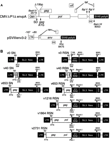 FIG.1.whichshown.onthesequencesparental Structure of the packaging system and vector plasmids