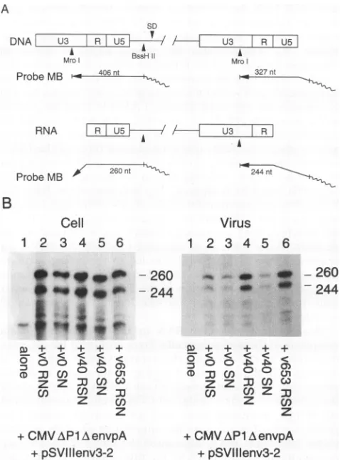 FIG. 2.packagingV653offromRSNtheistothe(A) shown. yield the RNase protection analysis of ccytoplasmic and virion RNA