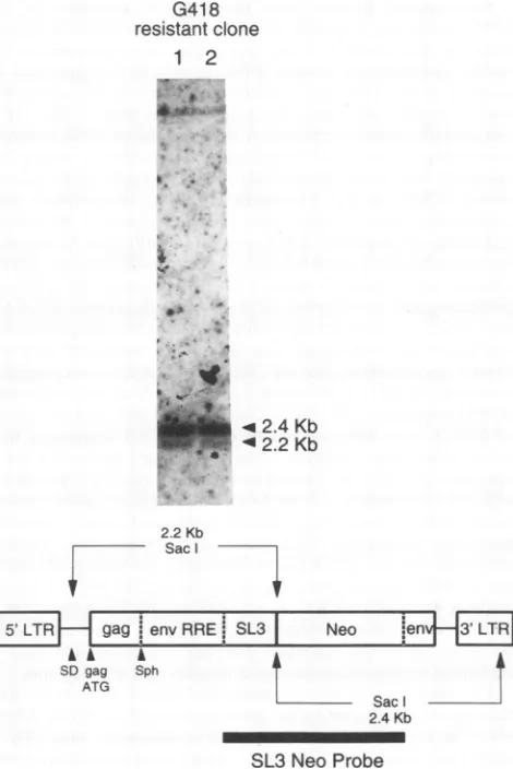 TABLE 2. Cytoplasmic and virion vector RNAs