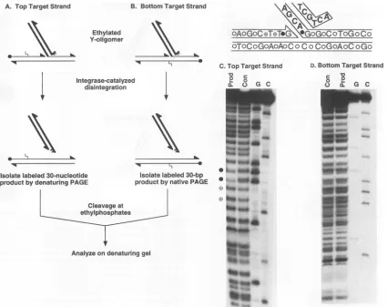 FIG. sugar-phosphatelabeled,detectionof A position at  patterns where ethylationproductdisintegrationCafterPAGE,attheinterferes contain the the form Tl-2 interference part of the to disintegration DNA integrase-catalyzed of with positions target identical 