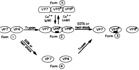 FIG.10.evincedreactions.rectangle. Schematic representation of the possible rotavirus forms by our results
