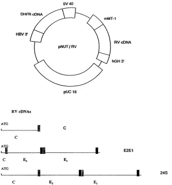 FIG.1.constructs.cells.theofoftransformed plasmid RV Schematic diagram of the modified pNUT vector and RV cDNAs