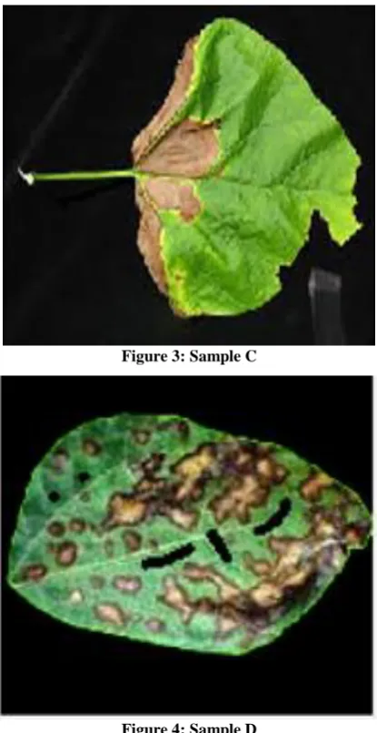 Figure 3: Sample C 