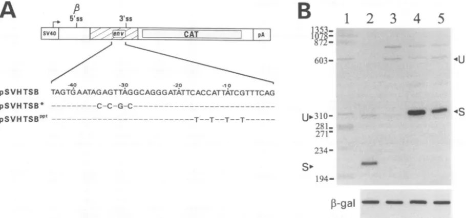 FIG. 3.constructs.generateTheregionofformationpSVHTSBofprotectionarederivatives.onidenticaland(B)(lane the the Analysis of tat/rev intron 3' ss containing either branchpoint or polypyrimidine tract mutations