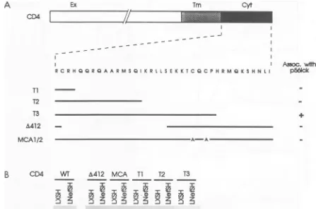FIG. 2.polyacrylamidemutantsproteinmurineCD4developedand Nef expression in cell lines expressing murine CD4 mutants