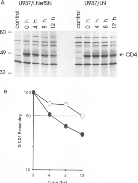 FIG. 6.withLNefSN Nef increases degradation of endogenous CD4. U937/ and U937/LN (control) cells were pulse-labeled for 45 mi [31 S]methionine/cysteine and chased for the indicated times