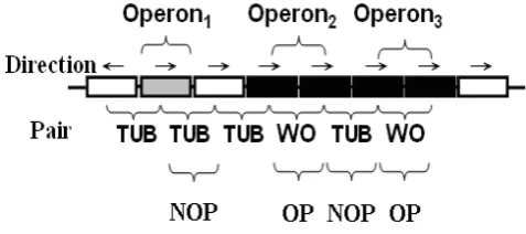 Fig. 1. Operon pairs sketch map 