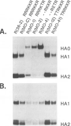 FIG.3.virusespresencetreatmentculture.and HA cleavabilityof Ty/Ont HA cleavagemutantsin CEF CEF culture, inoculated with each virus, was incubated in theof Tran[35SJlabel (ICN)for24h.Radiolabeledpurified were lysed, immunoprecipitated without (A) or with (B) trypsin using anti-H45 monoclonal antibodies and protein A beads, analyzed on an SDS-10% polyacrylamide gel.