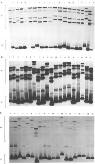 FIG. 2.werePBMC-derivedindicatedin other PCR-SSCP analysis of clones from RhE543 tissues and PBMC