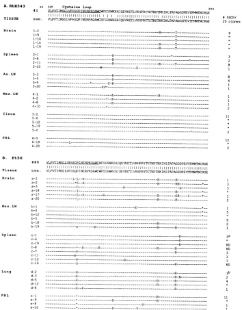 FIG. 6.fromaddition, Alignments of predicted amino acids in region 2 of RhE543 (A) and Pt56 (B) envelopes