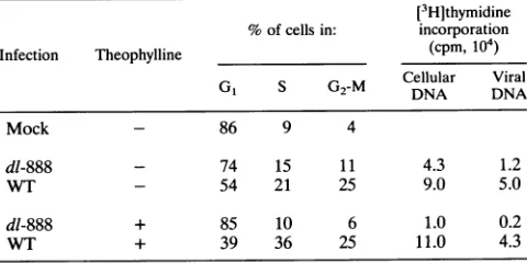 FIG. 3.dentForand Southern blot showing replication efficiency of dl-884 DNA dl-884 DNA mixed with small-t antigen (results of three indepen- injection experiments are shown) after injection into CV1 cells