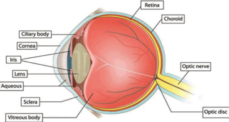 Figure 1.1 Cross sectional illustration of eye structures.[4] 