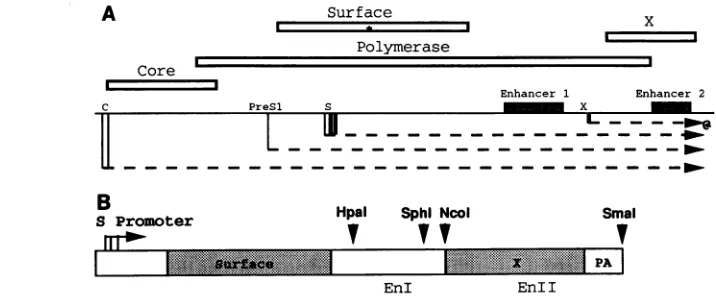 FIG.1.promoterasrelevantreading dashed (A) Map of the HBV genome (central solid line)