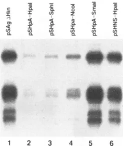 FIG. 2.Thefiveseriesenylationsequencemicroheterogeneitythreein HuH-7 Primer extension analysis of S gene transcripts synthesized cells transfected with pSAgA&Hin or derivatives