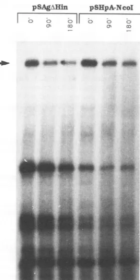 FIG.7.containspromoter.risewithHuH-7andanddentindicated Analysisof Sgenetranscriptstabilityinthe cytoplasm