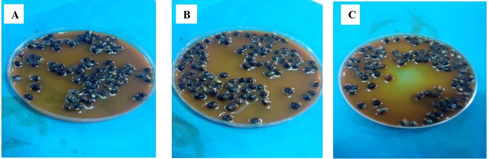Figure 4.(A-C) Seeds treated by mehediseeds extract 1:1, 1:2 and 1:3 respectively.  