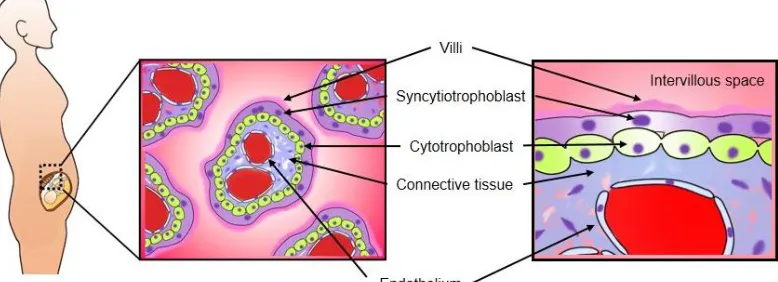 Figure 1b. Trophoblast layers in human placenta at the end of pregnancy. The cytotrophoblast cell layer  of many villi becomes attenuated and disappears