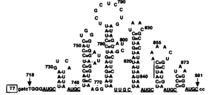 FIG.E1CToA4.structureHouwinglocatedlowercaseU)UGC The1. Secondary structure folding of the 3' UTR of AIMV RNA structure was proposed by Koper-Zwartoff and Bol (35) and and Jaspars (29) and tested by experimental enzymatic mapping (52)