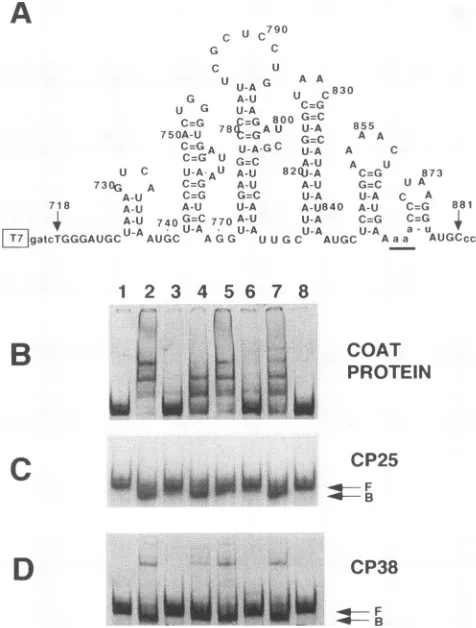 FIG. 9.toondarymixturesproteinare2positioncompetitor24-foldfreeincubatedmutant24-fold and AlMV Discriminatory binding of AIMV coat protein and peptides RNAs containing the AUGC-*AAAA mutation