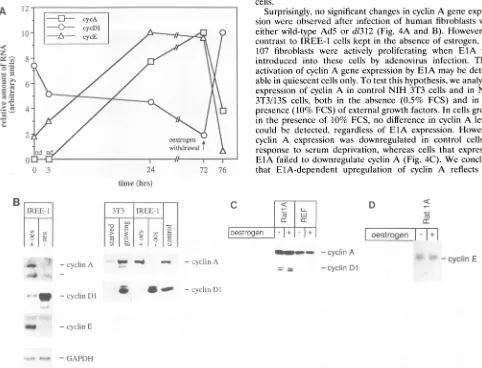FIG. 3.cellsexpressionofgrownblotting.3T3-cellspreparedbytoininhEIREE-1 the was the Western probes cyclin densitometric Estrogen-dependent changes of cyclin gene expression in IREE-1 cells