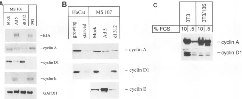FIG. 4.starvationcells,panelcyclinFCSmRNAin(B) the ElA-dependent changes of cyclin gene expression in adenovirus-infected human fibroblasts