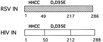 FIG. 2.conservedlettersD,D-35-Erectangleintegrase Diagrams of RSV and HIV integrases (IN), illustrating amino acid sequence motifs