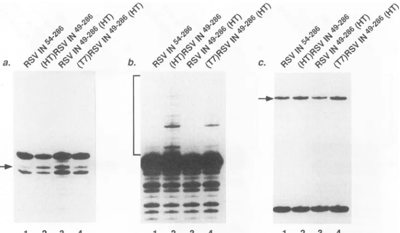 TABLE 3. Activities of HIV integrase, RSV integrase, anddeletion-fusion mutants on HIV substrates